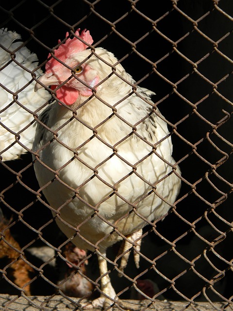 极参与各类 极参与各类